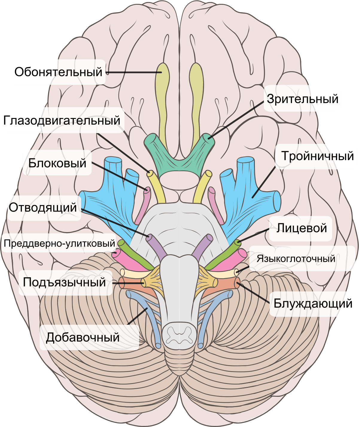 Расположение нервов на голове человека схема